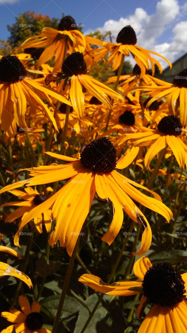 Black-eyed Susans in bloom