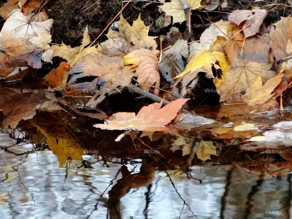 Autumn leaves on water