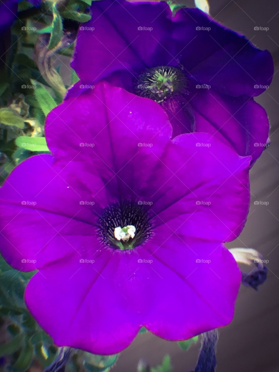 Purple petunia 