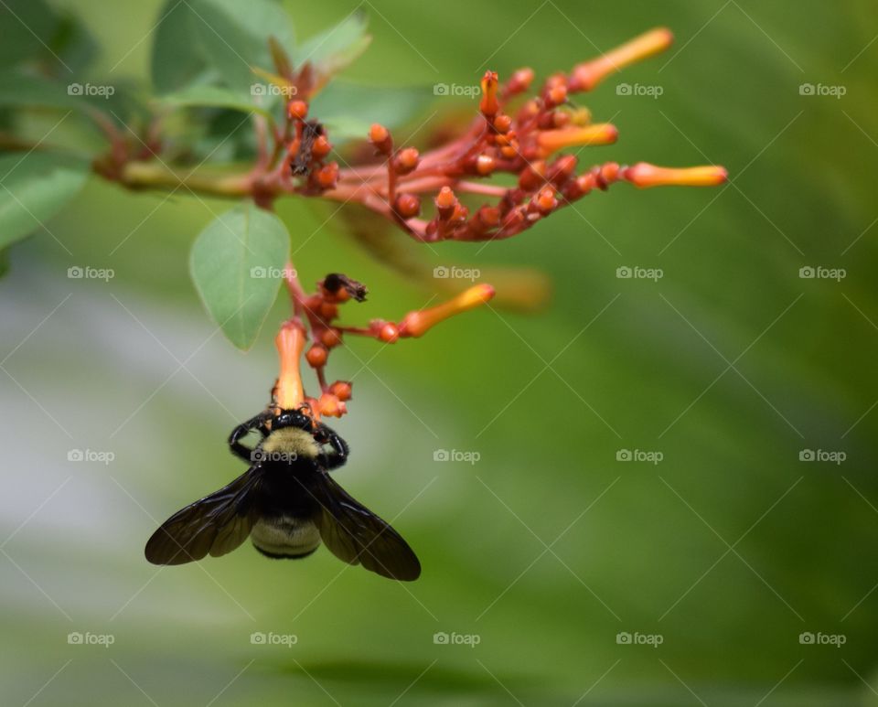 A bumblebee getting some nectar from the firebush plant