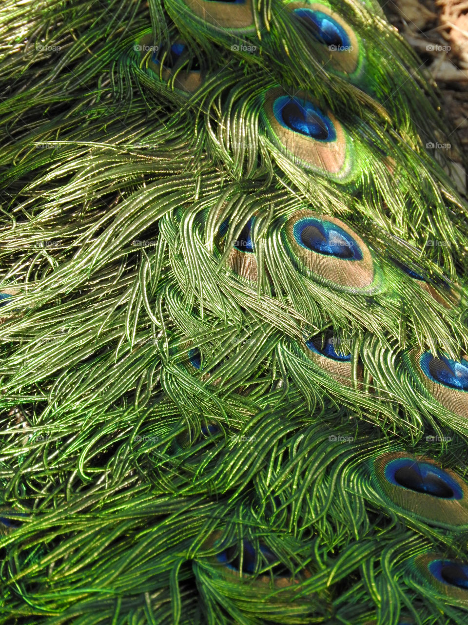 Peacock Close-up