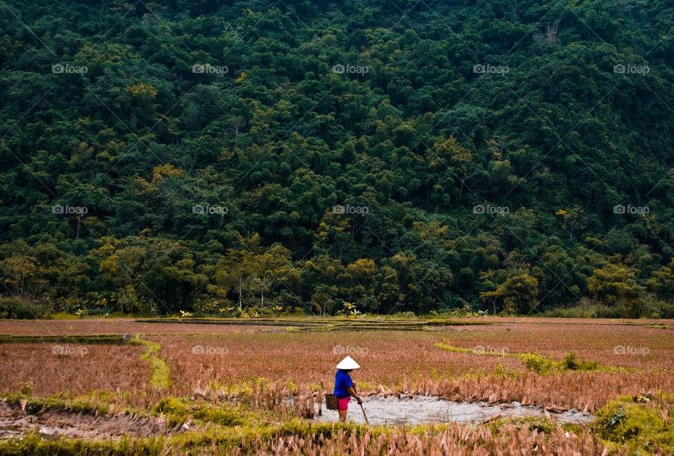 Vietnamese woman working on rice field 