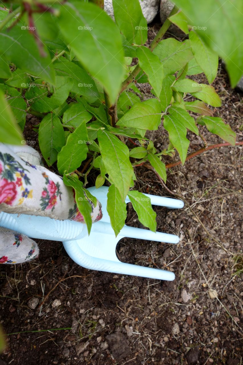 I love blueberries and I have finally planted three bushes in my garden.
I am looking forwards to the harvest😀

