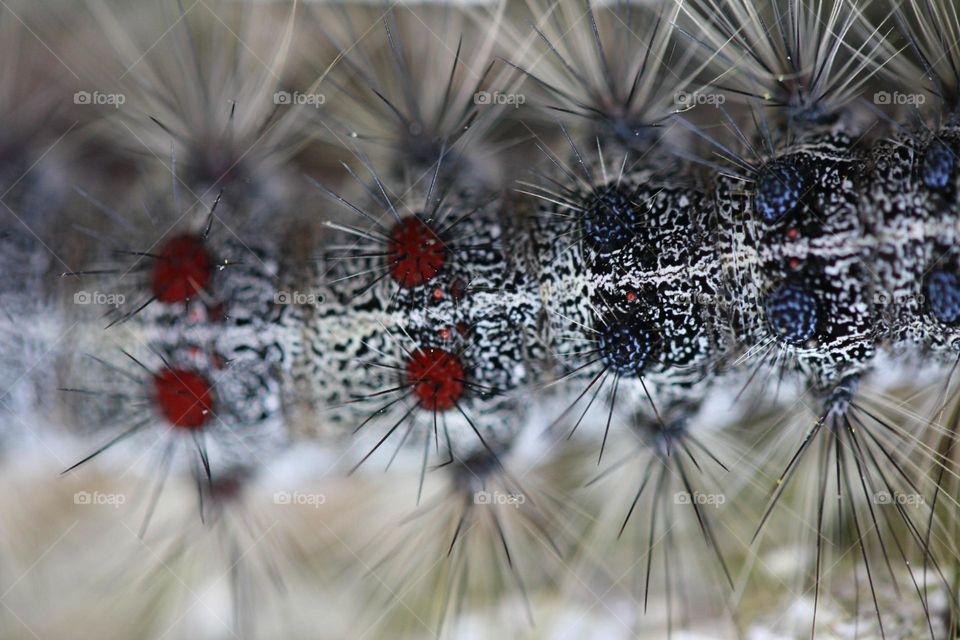 Caterpillar close-up