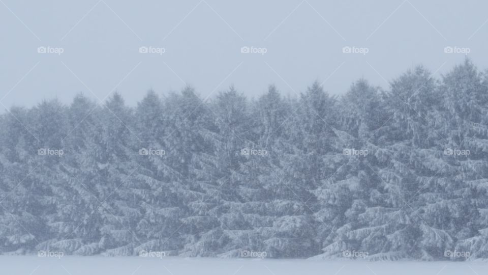 snow covered pines