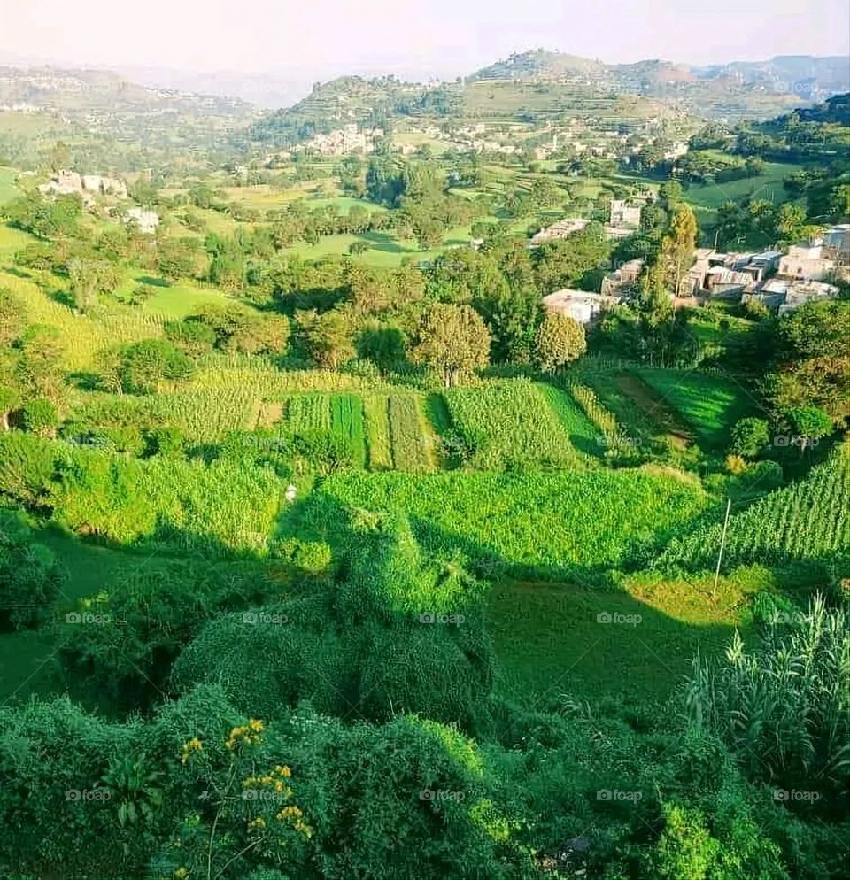 A very beautiful picture, and there is no better picture than it. There is no better picture of green herbs and colorful, red and white roses than it. Glory be to God, the natural and picturesque view, and there is no more