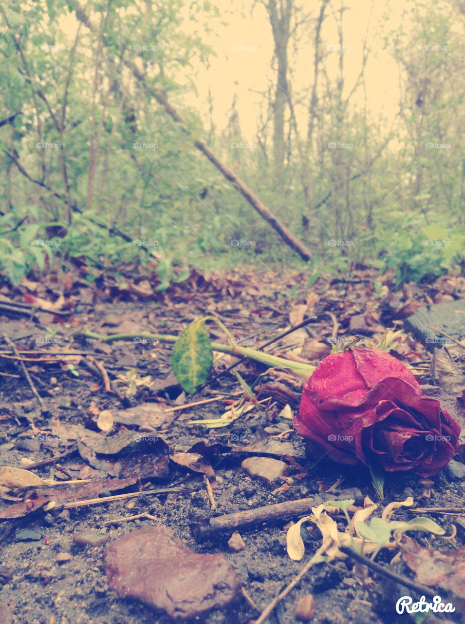 Sad rose . My mom had old roses she threw in the woods and then it rained and I thought this looked pretty dramatic so I took a pic