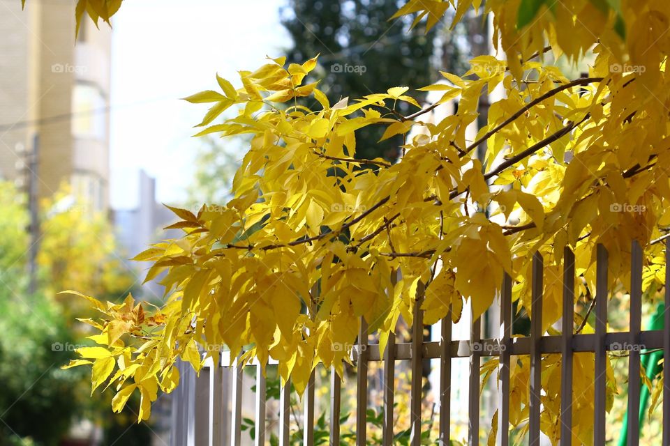 Close-up of a tree branch