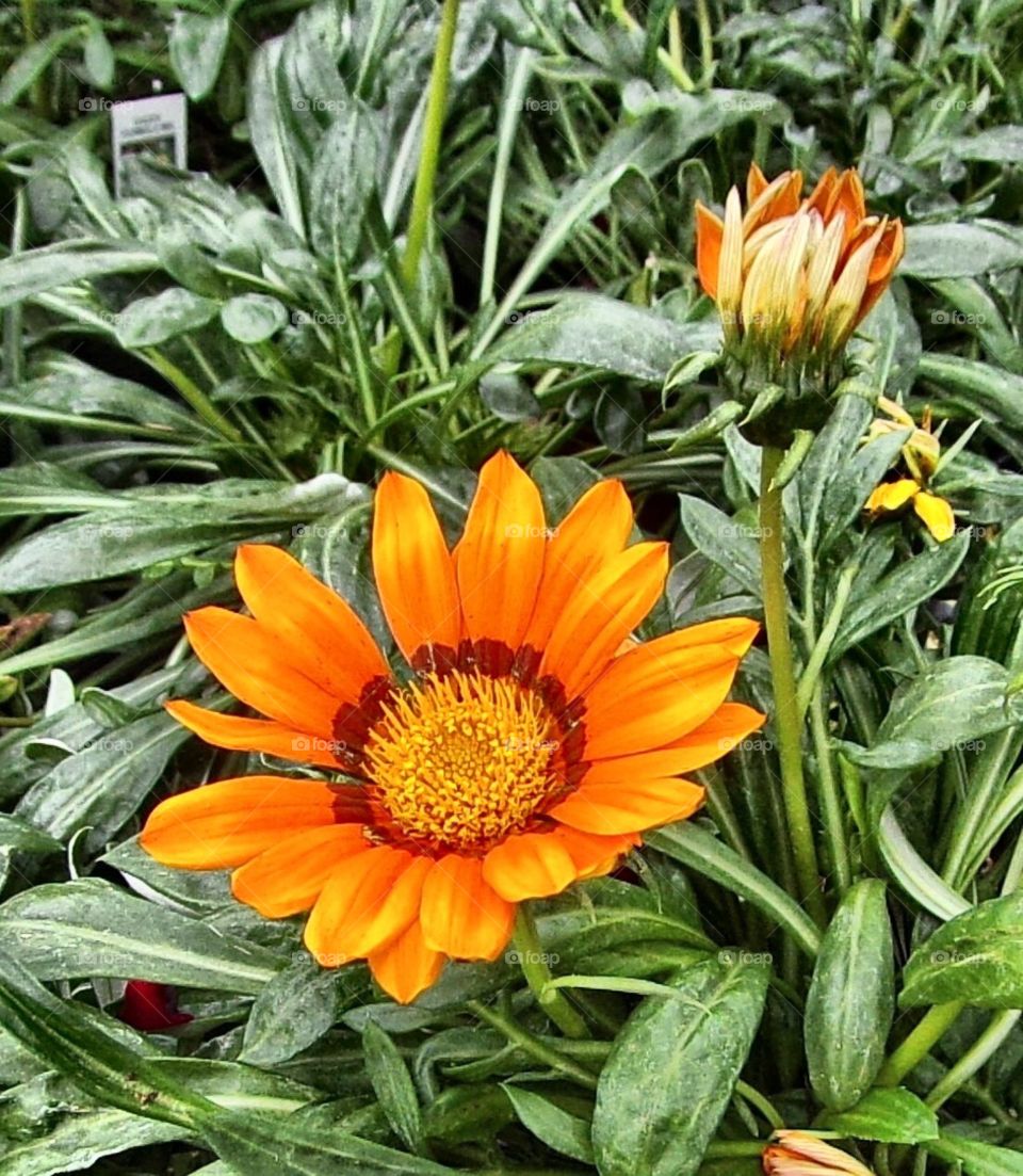 Pretty orange flower 