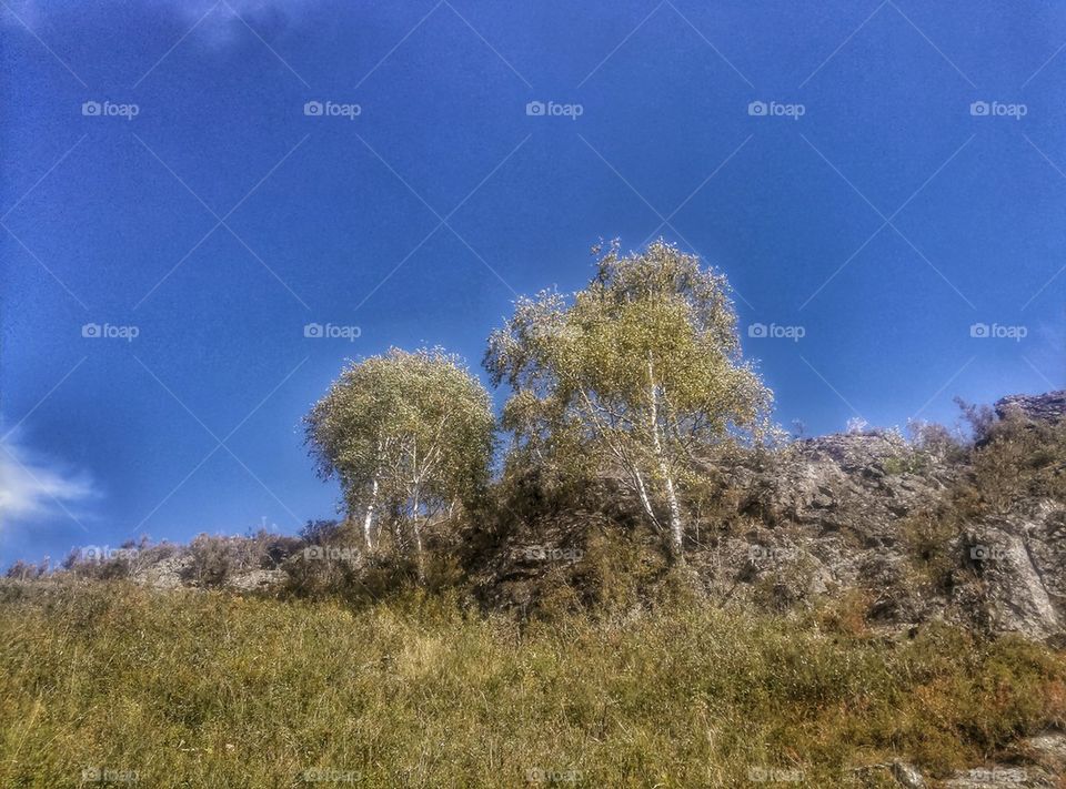 sky, mountains, trees.