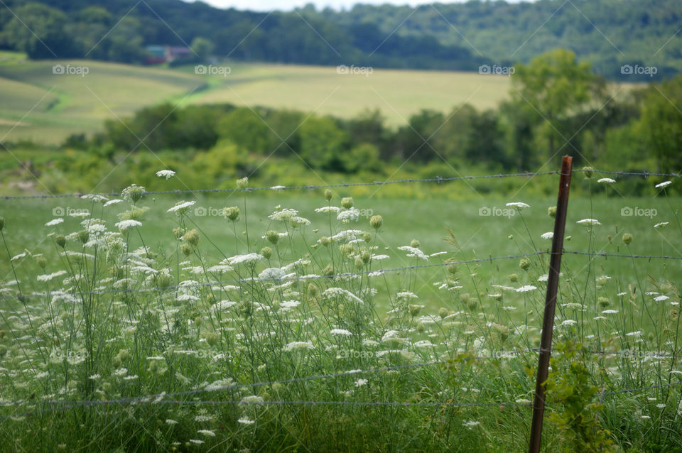 Field of wild flowers 