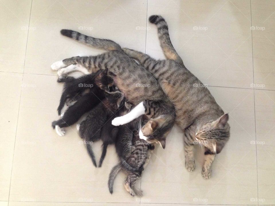 Lovely cat family