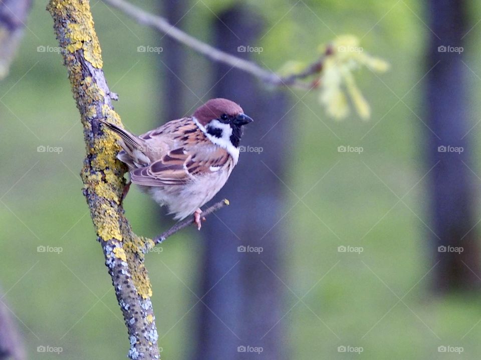 Sparrow