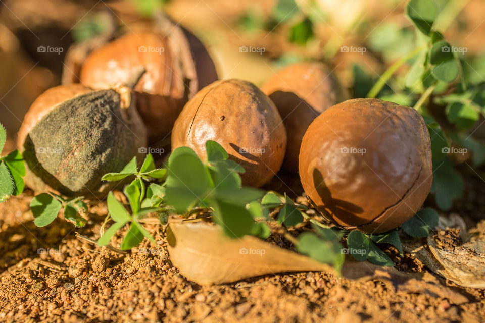 macadamia nuts from the tree