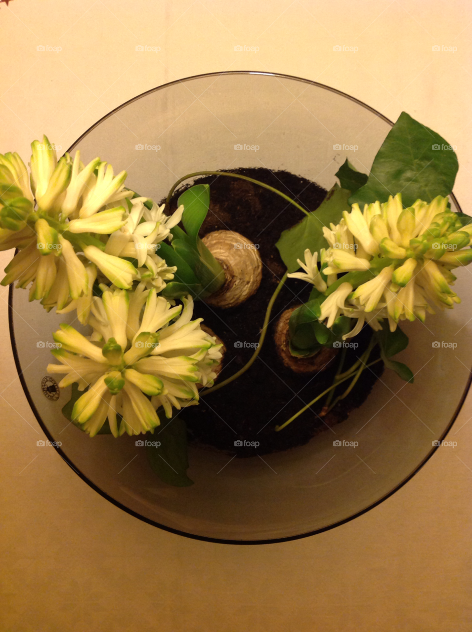 flowers hyacints by Bizze