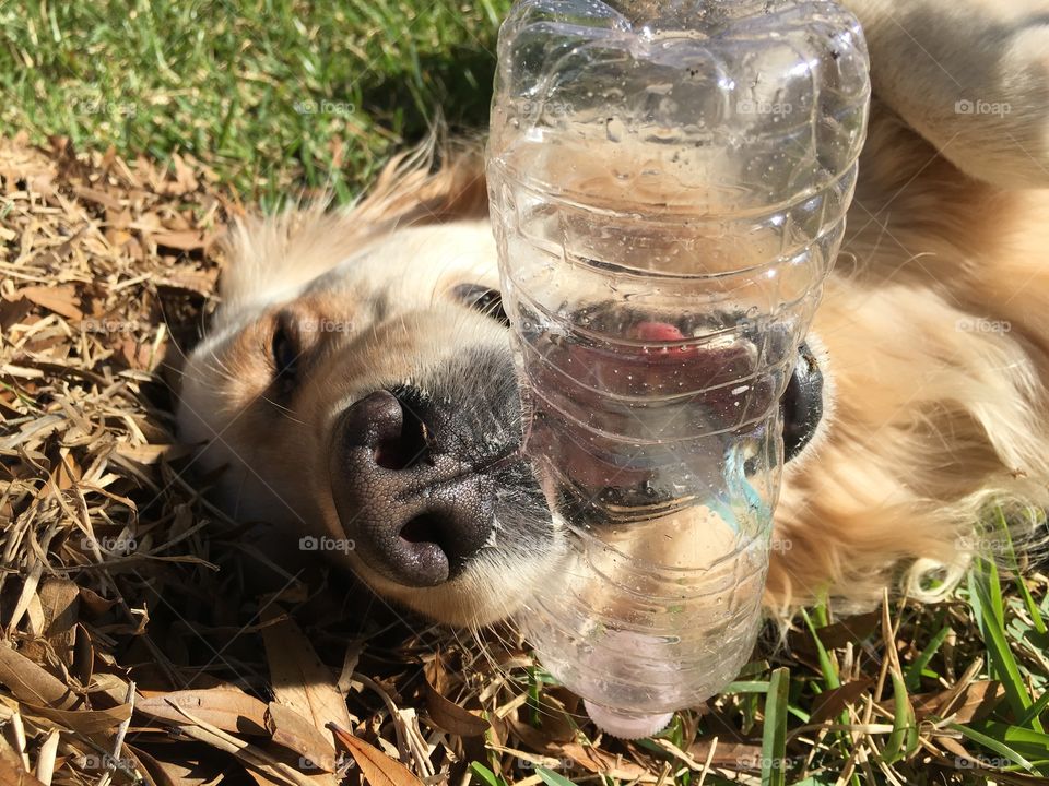 Puppy loves water bottle toy!
