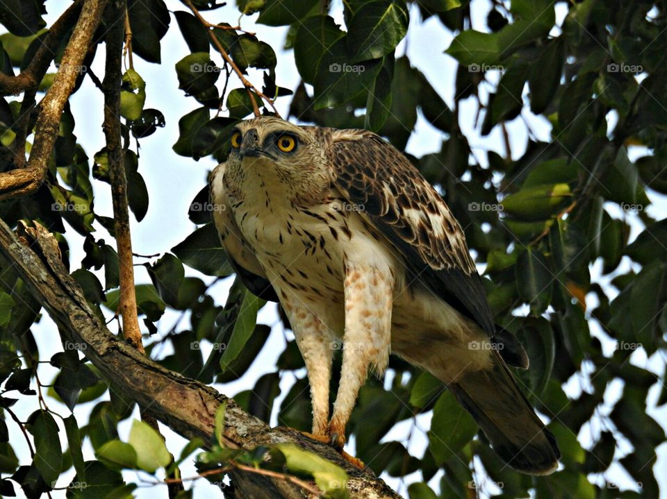 Beautiful hawk looking for its prey# beautiful eyes