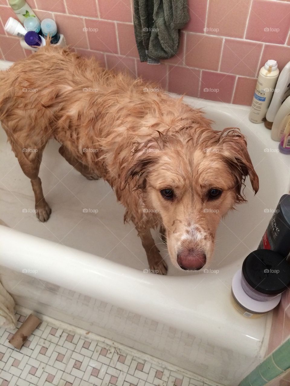 Dog bath