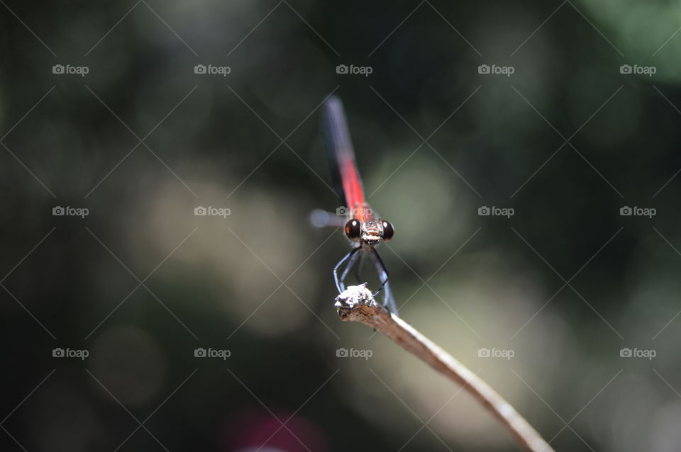 Close-up of a damselfly on twig