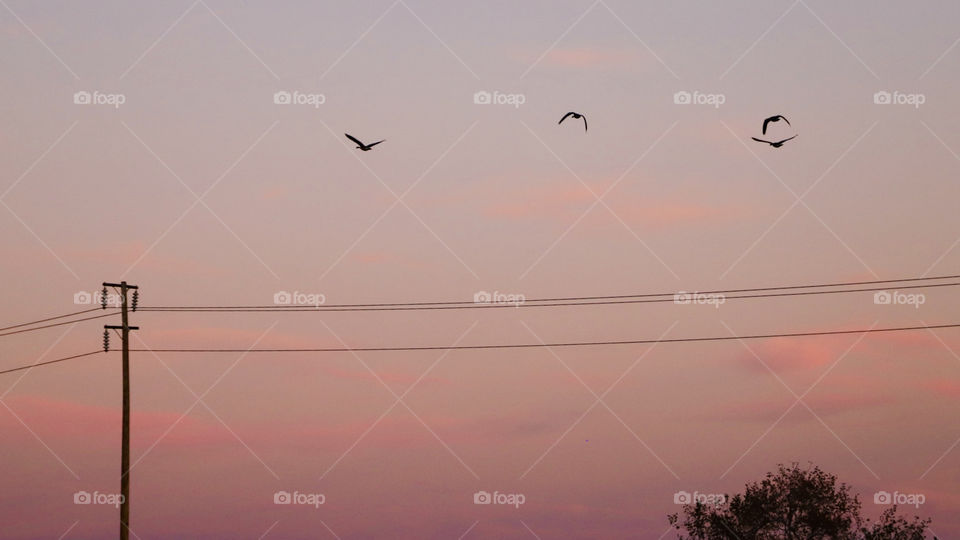 Flock of seagulls during sunset 