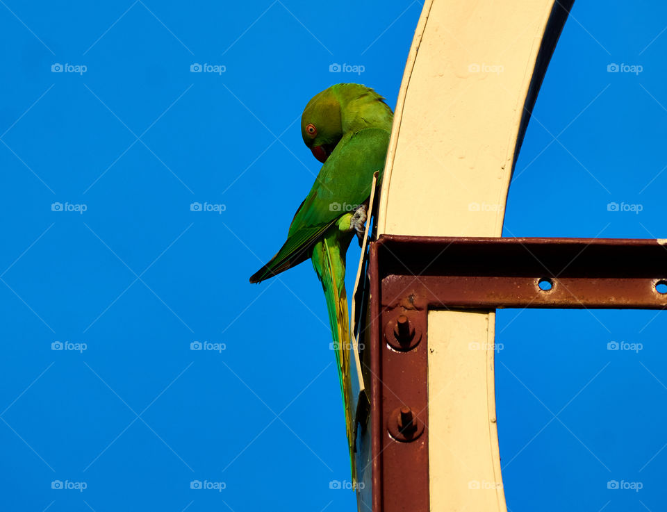 Bird photography  - Indian parrot- behavior