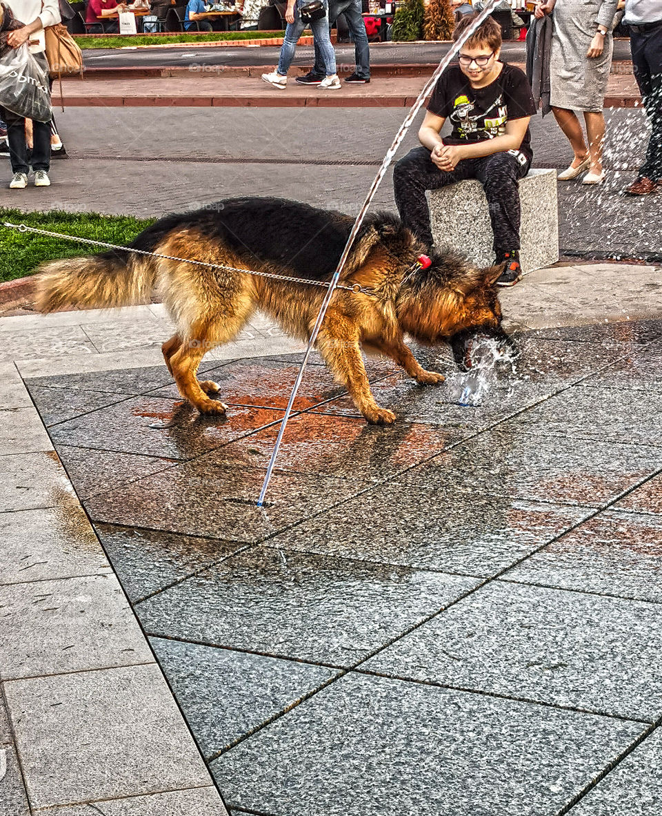 The dog plays with water