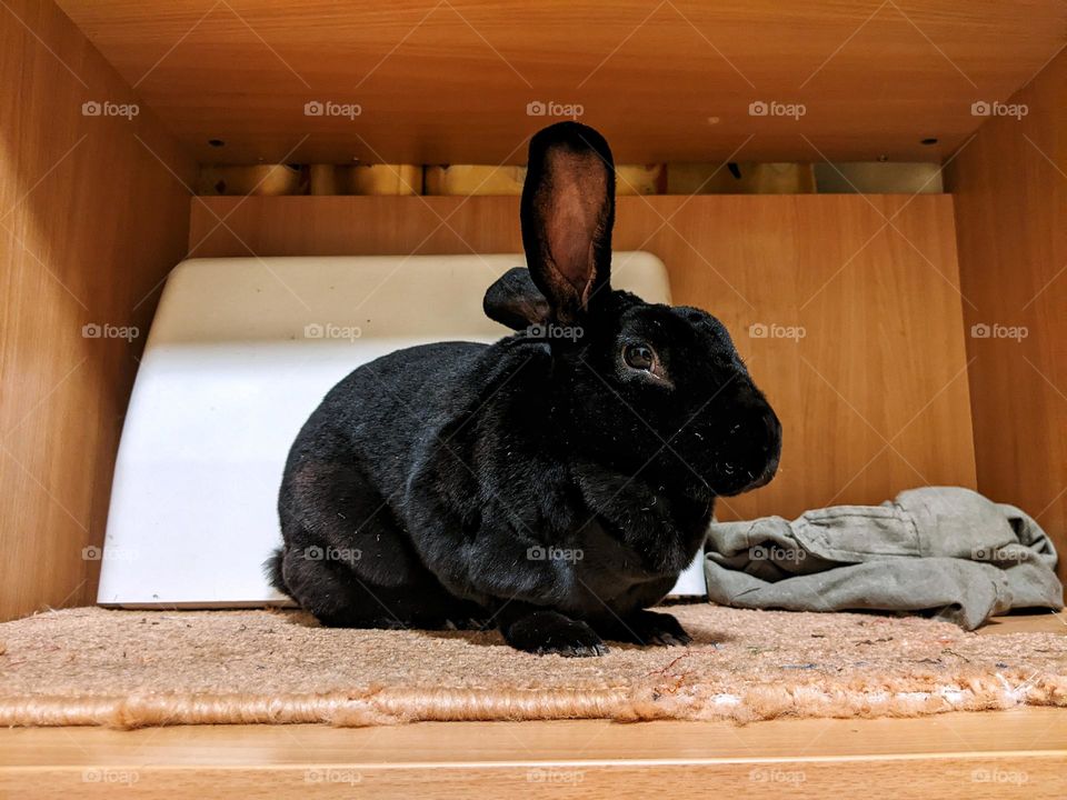 portrait of a domestic black rex rabbit