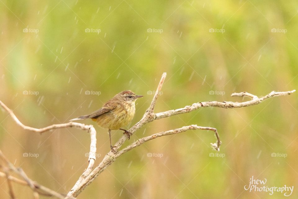 Raining Palm Warbler