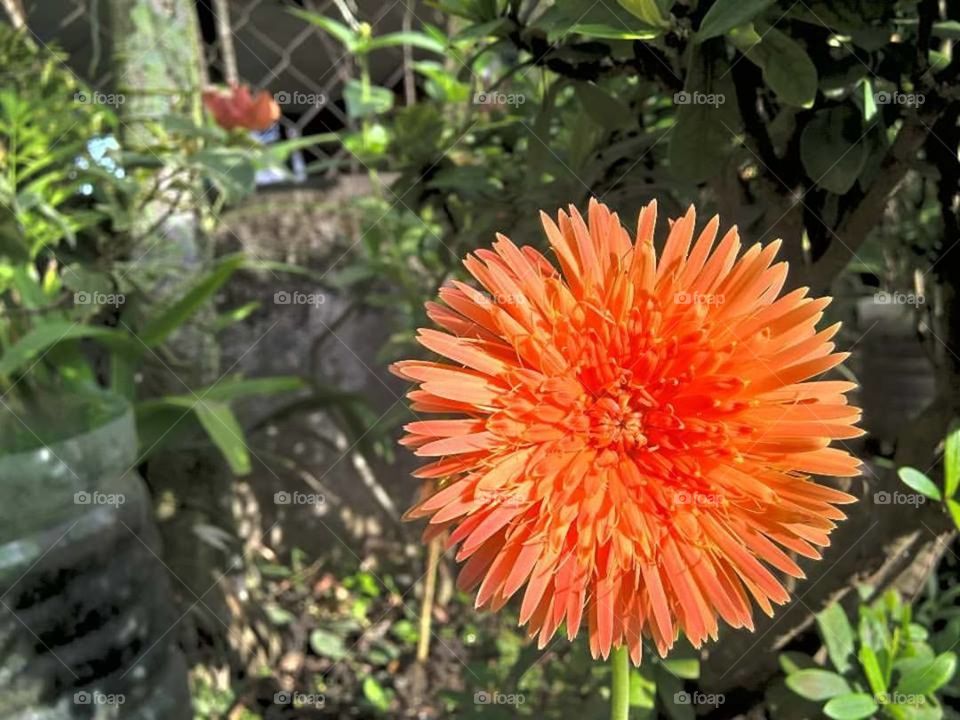 Flower Orange Green Nature