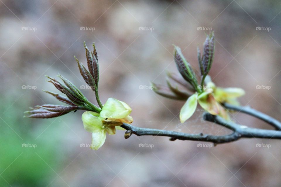 leaves breaking out of their buds.  spring is here.