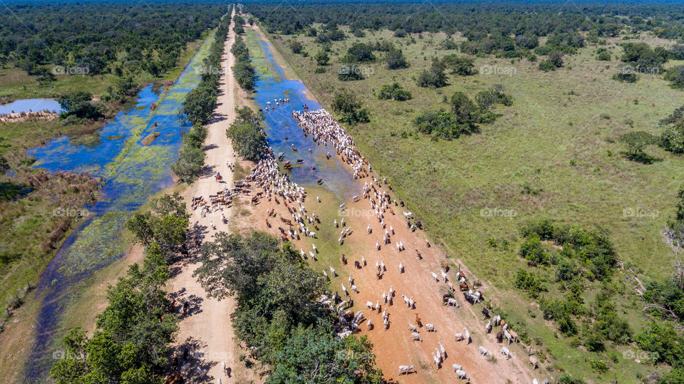 Road with livestock on wetlands 