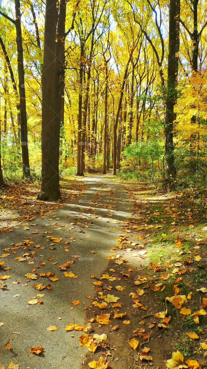 Scenic view of trees in forest