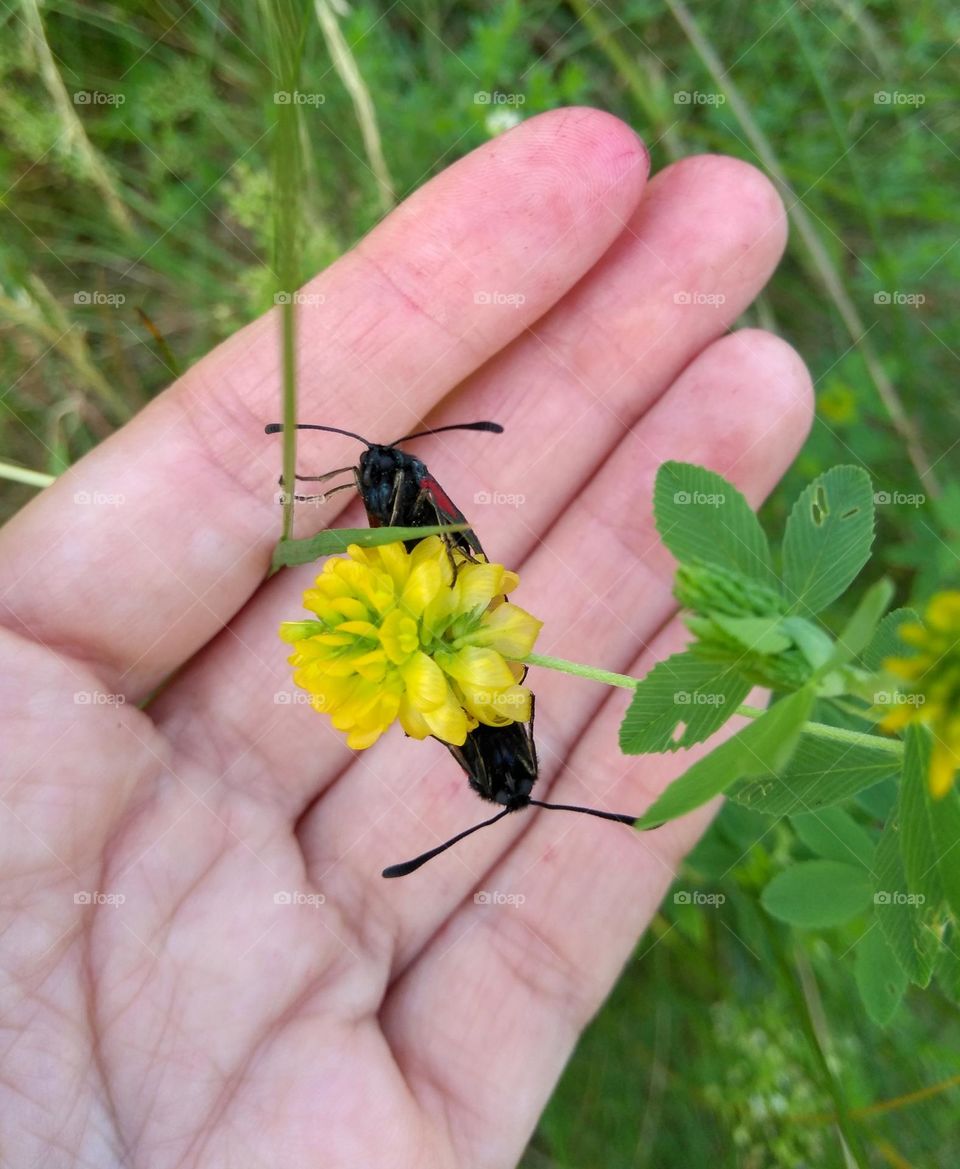 beetle love mobile photography