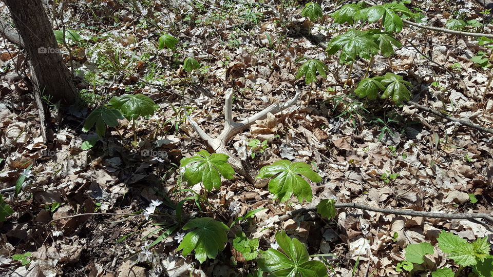 antler shed in the woods