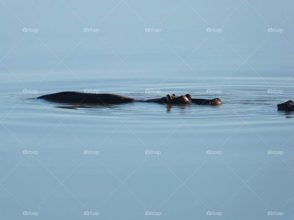 Hippo drifting 