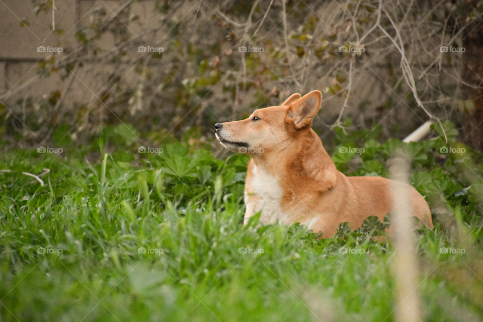 dog in field