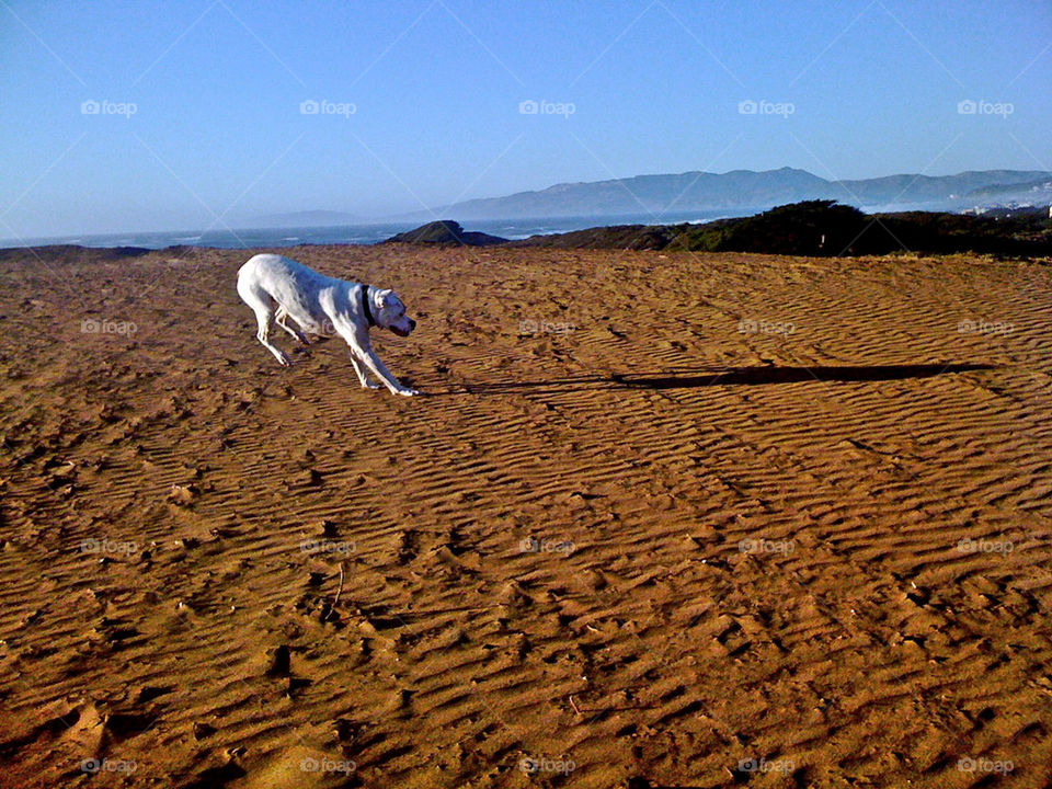 beach shadow dog sand by infostyx
