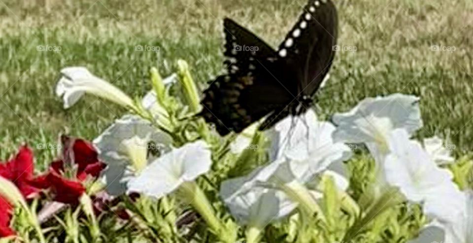 Spicebush Swallowtail butterfly feeding on petunias 