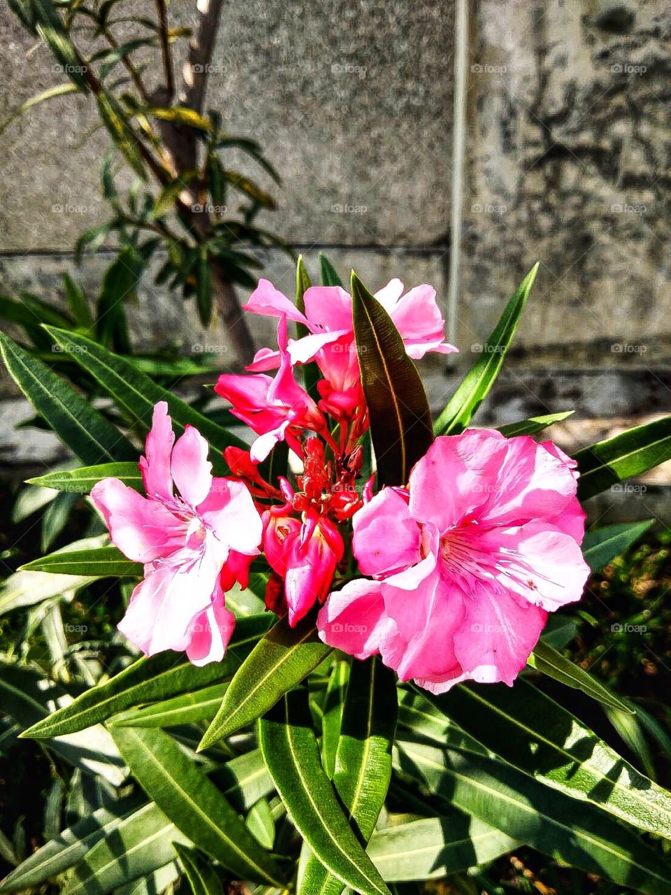 pink flower in my garden.