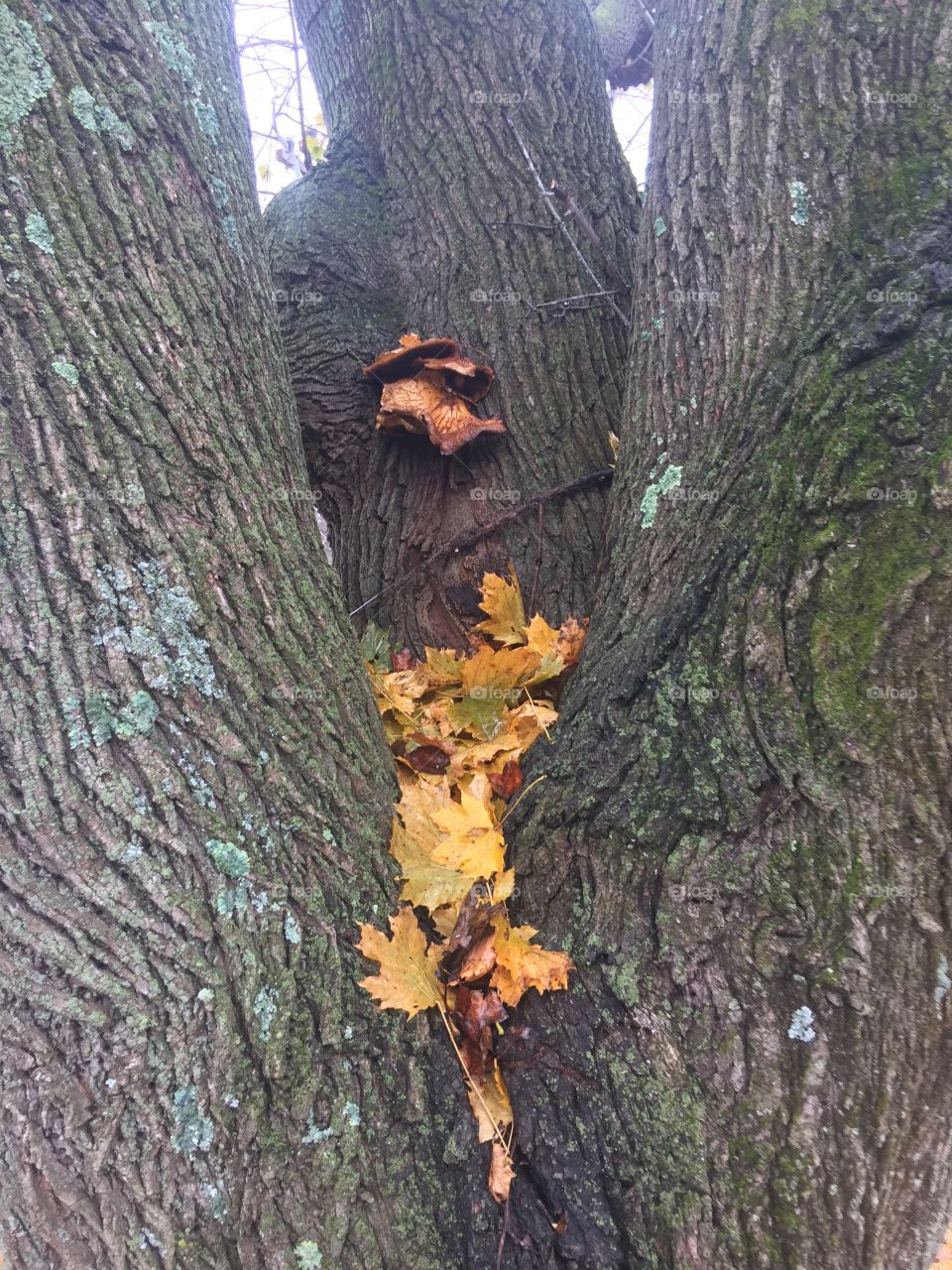 Fall fungus on tree trunk
