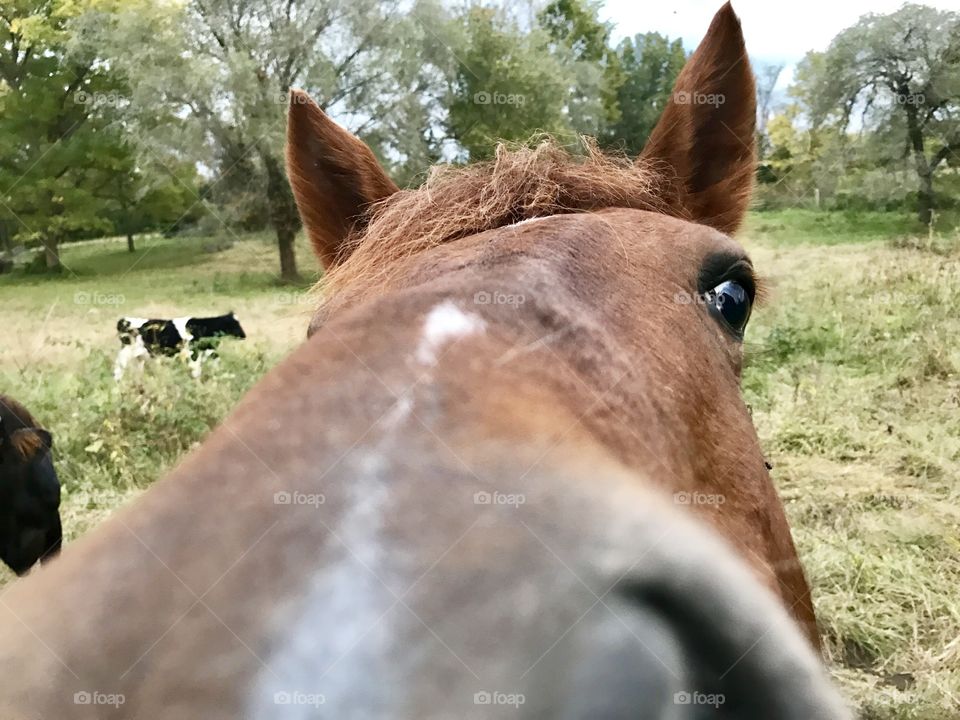 Closeup Horse
