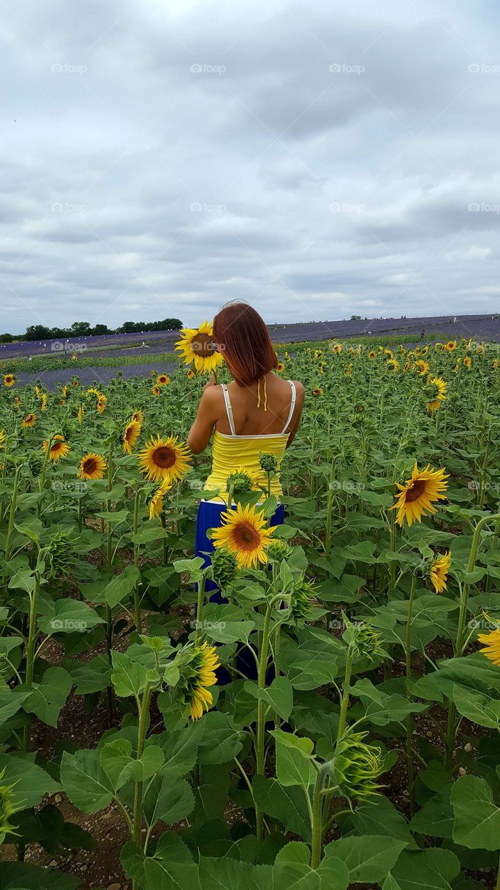 Country side. Sunflowers and lavender fields. Woman with sunflower. Cloudy day. Summer time. Nature and people.