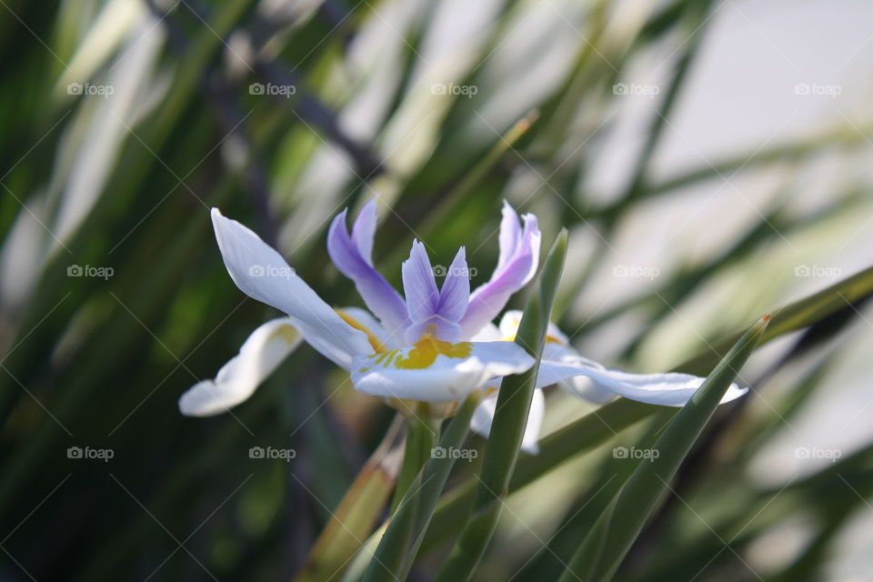 Closeup of violet central segment of Wild Iris (Also known as Dietes grandiflora, Fairy Iris and African Lily).  These flowers are large with white petals that look like fairy wings and yellow nectar guides and outer tepals. 