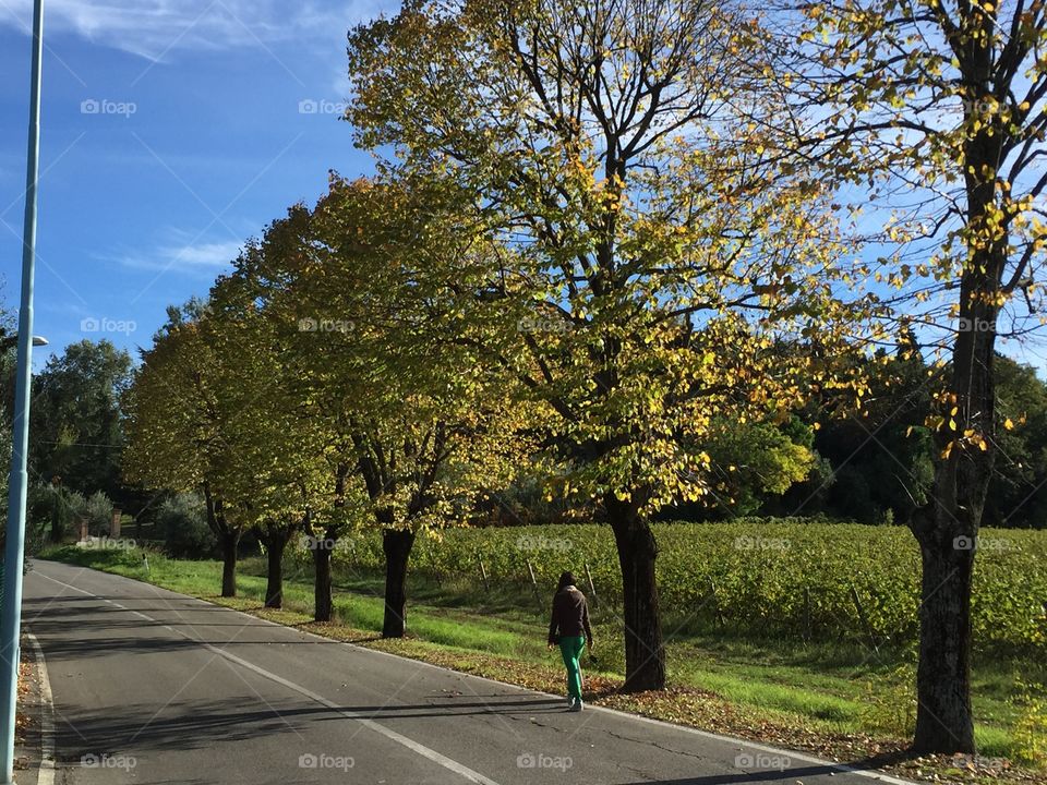 walk in the street in the middle of nature