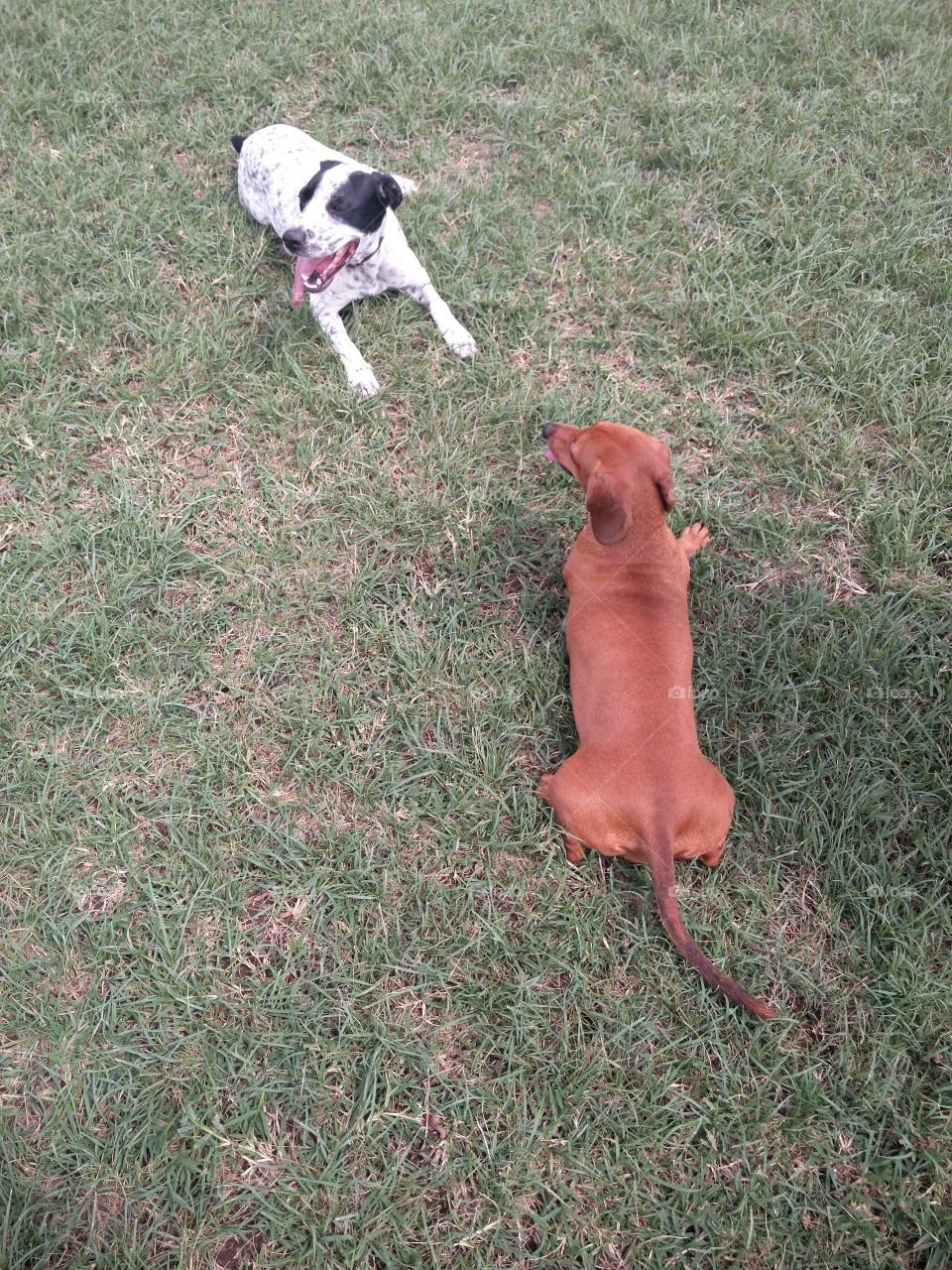 dachshund on the grass