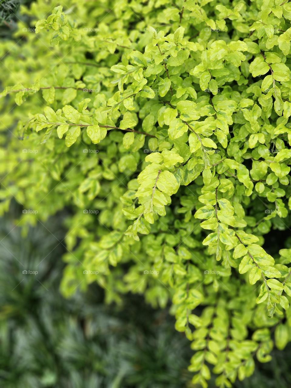 Fresh mint green leaves in the rain