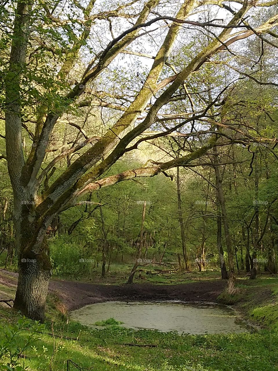 My favourite place for walk with dogs