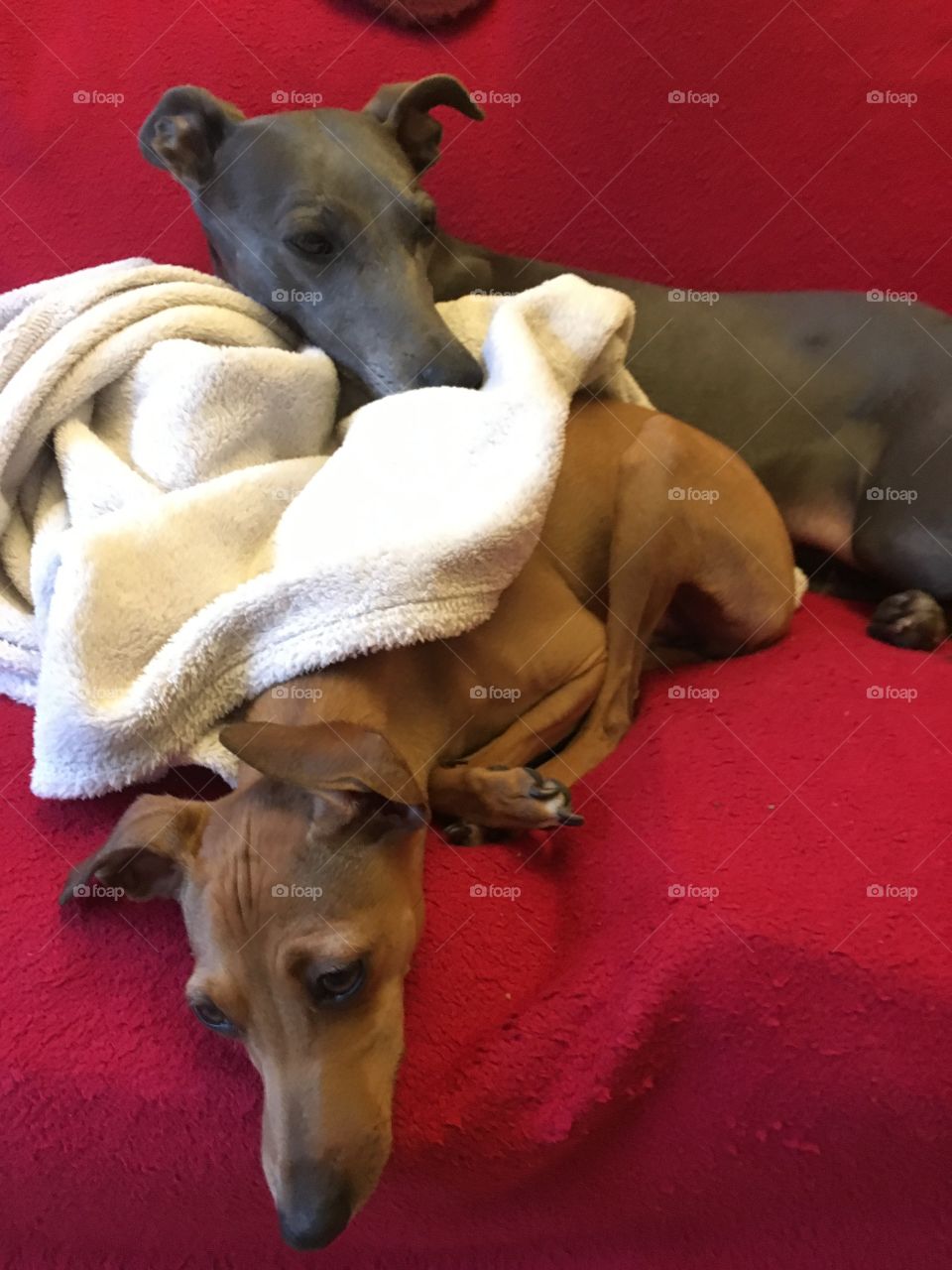 Libby the blue whippet and Amber the fawn Italian greyhound relaxing together, laid on the sofa with white and red blankets 