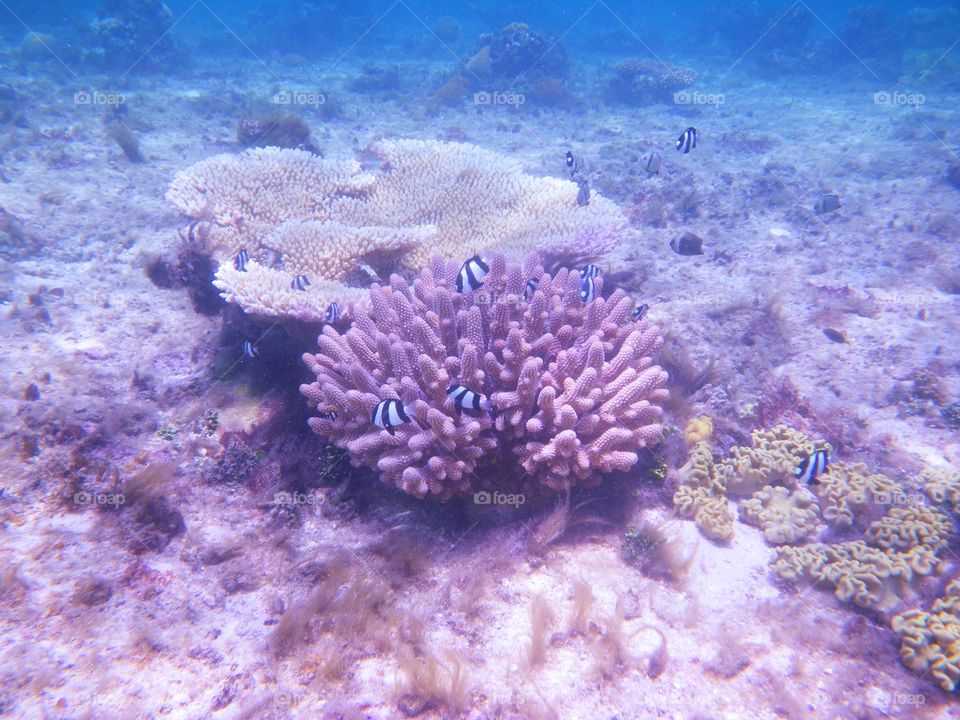 Reef at Vava'u