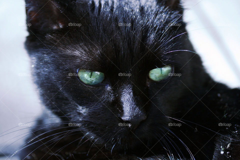 stockholm black cat katt by jennifer8929